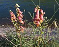 Digitalis obscura