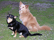 Although these mongrels are littermates of an Australian Shepherd mother, they look quite different and neither exactly resembles that breed.