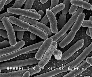 Pathogenic <i>Escherichia coli</i> Strains of E. coli that can cause disease