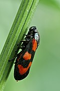 Gemeine Blutzikade Cercopis vulnerata 01 (MK).jpg