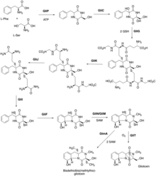 Biosynthetic pathway of gliotoxin Ye et al. (2021) Gliotoxin Biosynthesis Scheme.png