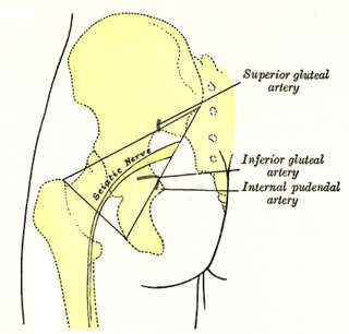 Inferior gluteal artery