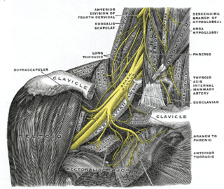 <span class="mw-page-title-main">Brachial plexus</span> Network of nerves