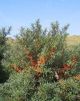 Dygliuotasis šaltalankis (Hippophae rhamnoides)