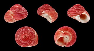 Colloniidae Family of gastropods