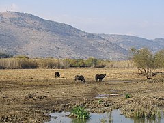 Bøffel i Hulahdalen reservat i Nord-Israel