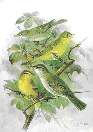 <span class="mw-page-title-main">Tree warbler</span> Group of birds