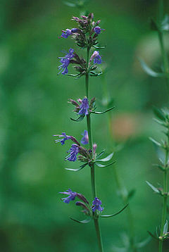 Oficina hisopo, Hyssopus officinalis