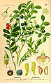 Vaccinium vitis-idaea and Vaccinium myrtillus (both species in the picture). Illustration from: Prof. Dr. Otto Wilhelm Thomé Flora von Deutschland, Österreich und der Schweiz (1885) Gera, Germany