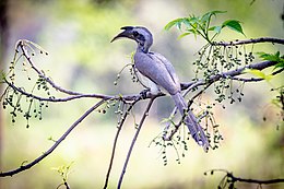 Токо індійський (Anorrhinus birostris)