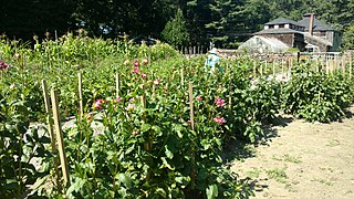 Kitchen garden