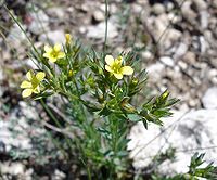 Linum strictum