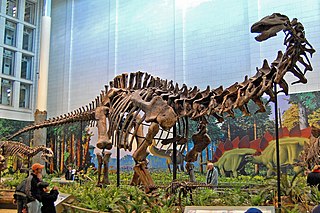 <i>Apatosaurus</i> Sauropod dinosaur genus from Late Jurassic period