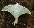 Actias luna (Saturniidae)