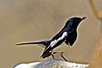 Oriental Magpie Robin