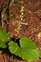 Brewer's Miterwort, Mount Rainier National Park