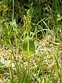 Neottia ovata France -Pas-de-Calais Riez de Boffles