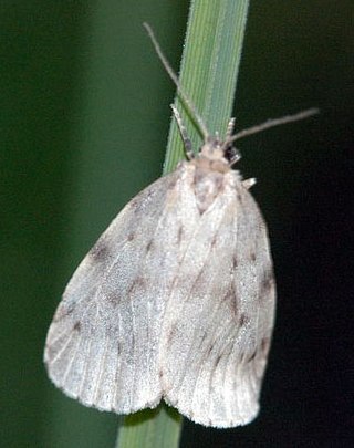 <i>Nudaria</i> Genus of moths