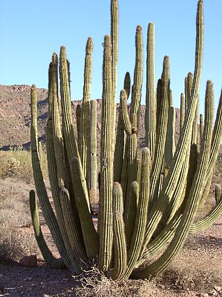 <i>Stenocereus thurberi</i> Species of cactus