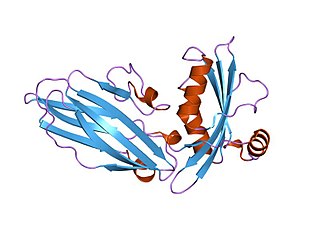 <span class="mw-page-title-main">Acid-sensing ion channel</span> Class of transport proteins