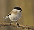 Barátcinege (Parus palustris)