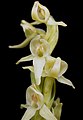 Platanthera hyperborea