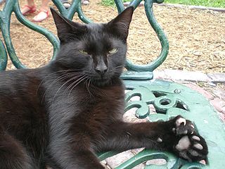 <span class="mw-page-title-main">Polydactyl cat</span> Cats with genetic anomaly that causes extra toes