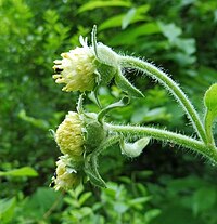 Polymnia canadensis