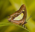 Common Nawab, Polyura athamas, a charaxine Nymphalid from India.