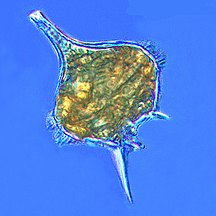 The dinoflagellate Protoperidinium extrudes a large feeding veil to capture prey.