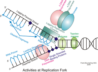 Eukaryotic DNA replication