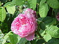 'Marie de Blois'.