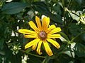 Rudbeckia fulgida close-up