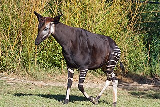 <span class="mw-page-title-main">Okapi</span> Species of mammal