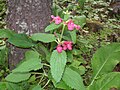 Stachys coccinea