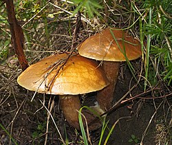 Grakštusis kazlėkas (Suillus grevillei)