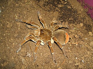 <i>Theraphosa stirmi</i> Species of spider