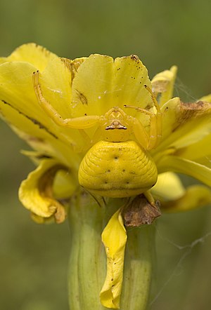 Crab Spider