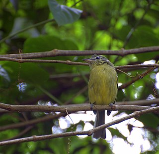 <i>Tolmomyias</i> Genus of birds