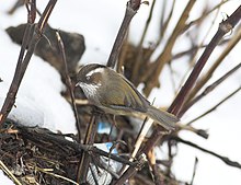 White-browed Fulvetta.jpg