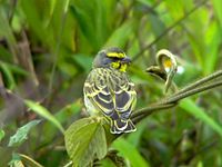 Yellow-fronted canary, common everywhere except high mountain regions Yellow-fronted Canary.jpg