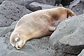 Galápagos-Seelöwe (Zalophus wollebaeki)