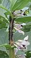 Black Bean Aphid (Aphis fabae), Aphididae