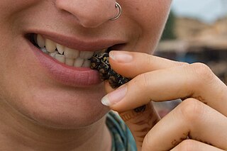 <span class="mw-page-title-main">Entomophagy in humans</span> Practice of eating insects in human cultures