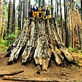 Firefighters pose atop a giant sequoia stump.