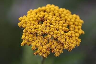 Slika:Achillea filipendulina flowers.jpg