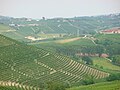 Vignoble d'Alba dans le Piémont (Italie)