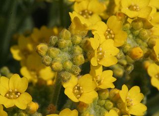 <i>Alyssum</i> Genus of flowering plants