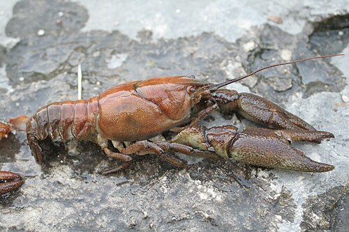 Austropotamobius pallipes