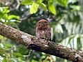 Glaucidium radiatum (cat.)